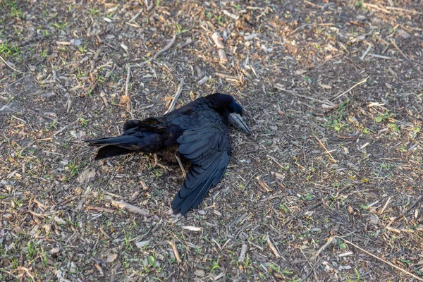 Cuervo Pájaro Muerto Hierba Verde Gripe Aviar Cadáver Pájaro Salvaje —  Fotos de Stock