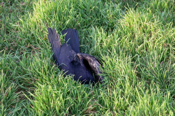 Corvo Uccello Morto Nell Erba Verde Influenza Aviaria Cadaveri Uccelli — Foto Stock