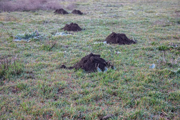 Row Mole Hills Has Damaged Lawn Molehills Damaged Lawn Result — Stock Photo, Image