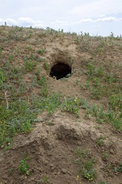 Hayvanlar şehri. Tepedeki vahşi hayvan kolonisi labirent gibi deliklerle kaplı. Tavşan delikleri. Siperler. Bozkır tepesinde hayvan yuvaları. Hayvan izleri. Vahşi doğadaki dünyevi ev