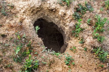 Hayvanlar şehri. Tepedeki vahşi hayvan kolonisi labirent gibi deliklerle kaplı. Tavşan delikleri. Siperler. Bozkır tepesinde hayvan yuvaları. Hayvan izleri. Vahşi doğadaki dünyevi ev