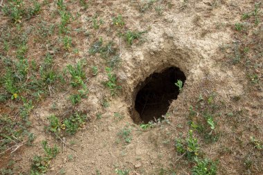 Hayvanlar şehri. Tepedeki vahşi hayvan kolonisi labirent gibi deliklerle kaplı. Tavşan delikleri. Siperler. Bozkır tepesinde hayvan yuvaları. Hayvan izleri. Vahşi doğadaki dünyevi ev