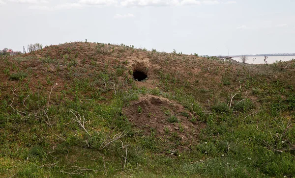 city of animals. colony of wild wild animals on hill, covered with labyrinth of holes. Rabbit holes. Foxholes. Animal burrows in steppe hilly zone. Traces animals. Earthy house in wild