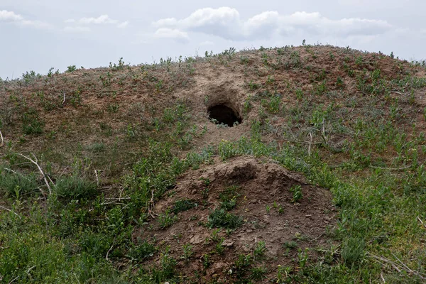 city of animals. colony of wild wild animals on hill, covered with labyrinth of holes. Rabbit holes. Foxholes. Animal burrows in steppe hilly zone. Traces animals. Earthy house in wild