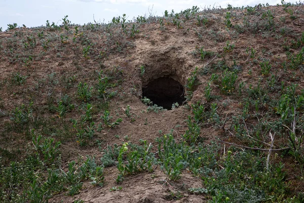 城市的动物 山上的野生动物聚居地 布满了错综复杂的孔洞 兔子洞 狐狸洞 草原丘陵地带的动物洞穴 追踪动物 野外土屋 — 图库照片