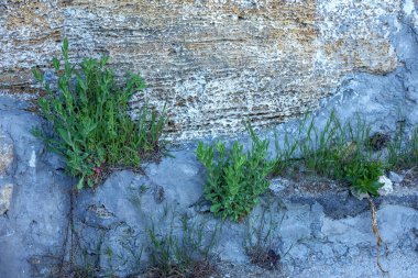 Kirli, beyaz, siyah çizilmiş, yatay arka planı olan koyu alçı duvar. Peel Grey Stucco desenli eski tuğla duvar. Retro Vintage Duvar Kağıdı. Çürümüş Çatlamış Sert Soyut Sancak Yüzeyi