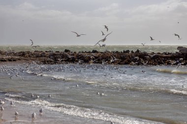 Issız bir sahil kumsalında, sisli bir sabah ışığında martılar. Yaratıcı doğal arkaplan: martılı deniz manzarası