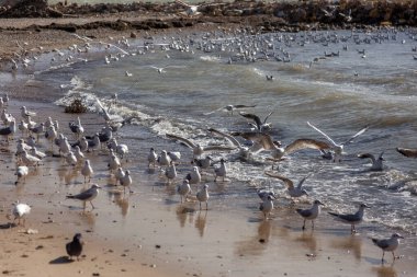 Issız bir sahil kumsalında, sisli bir sabah ışığında martılar. Yaratıcı doğal arkaplan: martılı deniz manzarası