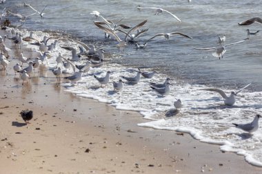 Issız bir sahil kumsalında, sisli bir sabah ışığında martılar. Yaratıcı doğal arkaplan: martılı deniz manzarası