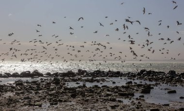 Issız bir sahil kumsalında, sisli bir sabah ışığında martılar. Yaratıcı doğal arkaplan: martılı deniz manzarası