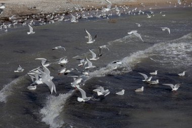 Issız bir sahil kumsalında, sisli bir sabah ışığında martılar. Yaratıcı doğal arkaplan: martılı deniz manzarası