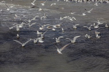 Issız bir sahil kumsalında, sisli bir sabah ışığında martılar. Yaratıcı doğal arkaplan: martılı deniz manzarası