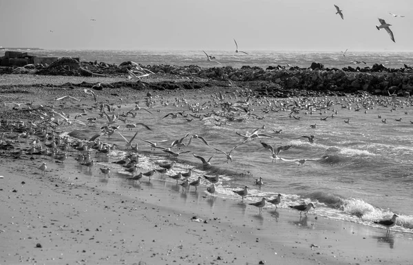 Seagulls Sand Deserted Sea Beach Soft Foggy Morning Light Creative — Stock Photo, Image