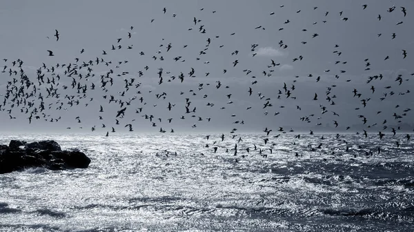 Seagulls Sand Deserted Sea Beach Soft Foggy Morning Light Creative — Stock Photo, Image