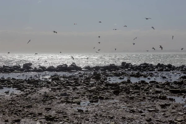 Möwen Auf Dem Sand Eines Einsamen Meeresstrandes Sanften Nebeligen Morgenlicht — Stockfoto