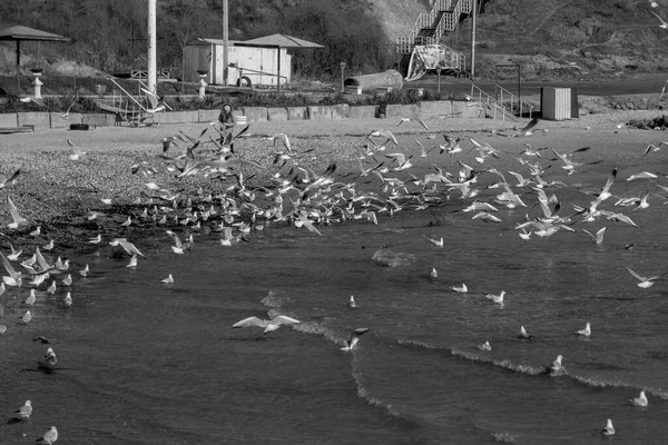 Seagulls Sand Deserted Sea Beach Soft Foggy Morning Light Creative — Stock Photo, Image
