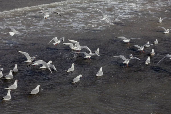 Seagulls Sand Deserted Sea Beach Soft Foggy Morning Light Creative — Stock Photo, Image