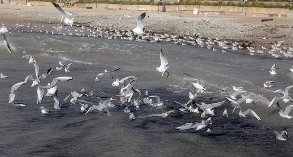 Gaivotas Areia Uma Praia Deserta Luz Suave Manhã Nebulosa Fundo — Fotografia de Stock