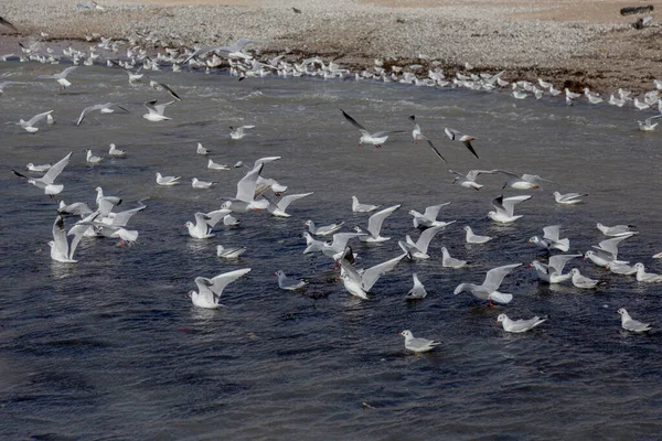 Seagulls Sand Deserted Sea Beach Soft Foggy Morning Light Creative — Stock Photo, Image