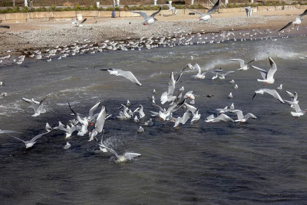 Seagulls Sand Deserted Sea Beach Soft Foggy Morning Light Creative — Stock Photo, Image