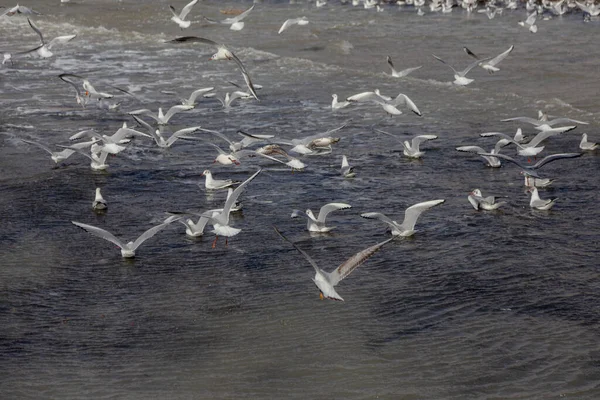 Möwen Auf Dem Sand Eines Einsamen Meeresstrandes Sanften Nebeligen Morgenlicht — Stockfoto