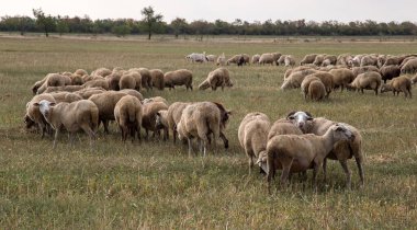 Bir grup koyun doğada otluyor. Taşra, tarım. Doğal köy geçmişi var. Hayvan yürüyüşü. Seçici odaklanma. Kırsalda otlayan güzel hayvanlar.