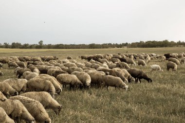 Bir grup koyun doğada otluyor. Taşra, tarım. Doğal köy geçmişi var. Hayvan yürüyüşü. Seçici odaklanma. Kırsalda otlayan güzel hayvanlar.