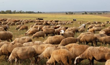 Bir grup koyun doğada otluyor. Taşra, tarım. Doğal köy geçmişi var. Hayvan yürüyüşü. Seçici odaklanma. Kırsalda otlayan güzel hayvanlar.