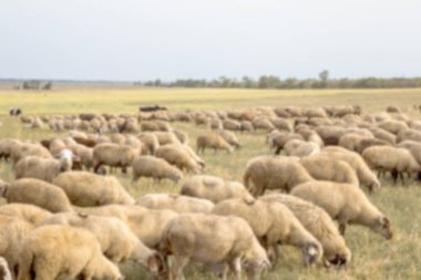 Bir grup koyun doğada otluyor. Taşra, tarım. Doğal köy geçmişi var. Hayvan yürüyüşü. Seçici odaklanma. Kırsalda otlayan güzel hayvanlar.