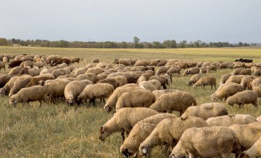 Bir grup koyun doğada otluyor. Taşra, tarım. Doğal köy geçmişi var. Hayvan yürüyüşü. Seçici odaklanma. Kırsalda otlayan güzel hayvanlar.