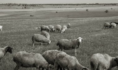 Bir grup koyun doğada otluyor. Taşra, tarım. Doğal köy geçmişi var. Hayvan yürüyüşü. Seçici odaklanma. Kırsalda otlayan güzel hayvanlar.
