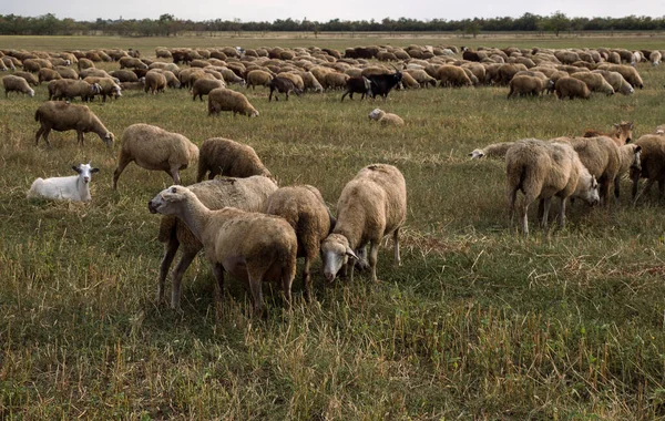 Gruppo Pecore Pascola Natura Campagna Agricoltura Sfondo Rustico Naturale Passeggiata — Foto Stock