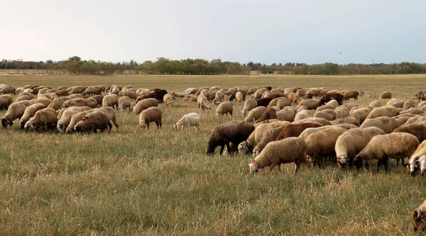 Gruppo Pecore Pascola Natura Campagna Agricoltura Sfondo Rustico Naturale Passeggiata — Foto Stock