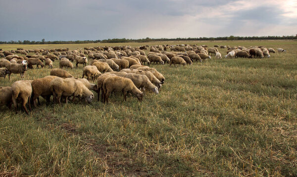 group of sheep grazes in nature. Countryside, agriculture. Natural rustic background. Pet walk. Selective focus. Beautiful animals grazing on pasture in countryside