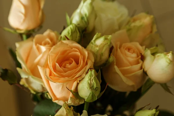 美丽的淡淡的玫瑰 黄绿色 柔和的颜色 柔和的植物背景 有浅浅的田野深度和轻柔的浪漫复古风格 — 图库照片