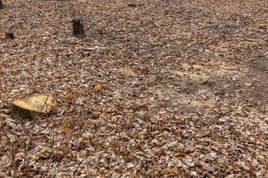 Ağaç kütükleri ve kesilmiş orman. Kesilmiş ağaçların olduğu ormansız bir bölgede. Ormanda kesilen ağaçlar. Devamlı kesilen ağaç kütükleri. Ormandaki ağaçları kesmiş..