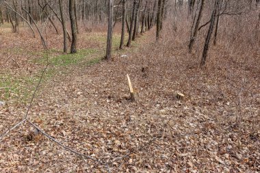 Ağaç kütükleri ve kesilmiş orman. Kesilmiş ağaçların olduğu ormansız bir bölgede. Ormanda kesilen ağaçlar. Devamlı kesilen ağaç kütükleri. Ormandaki ağaçları kesmiş..