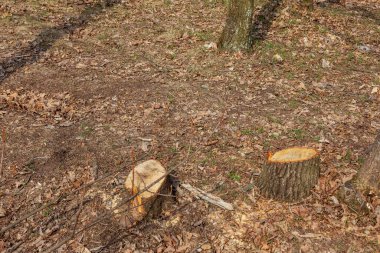 Ağaç kütükleri ve kesilmiş orman. Kesilmiş ağaçların olduğu ormansız bir bölgede. Ormanda kesilen ağaçlar. Devamlı kesilen ağaç kütükleri. Ormandaki ağaçları kesmiş..