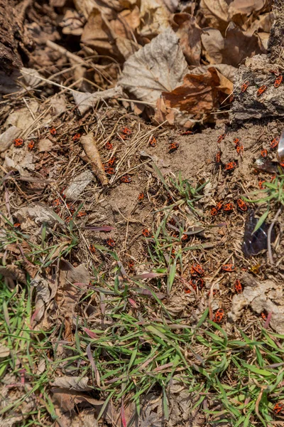科里祖斯 超斯西米爬上了一片叶子 是一种无臭植物虫 属于Rhopalidae科 Rhopalinae亚科 它通常被称为肉桂虫或黑 红南瓜虫 — 图库照片