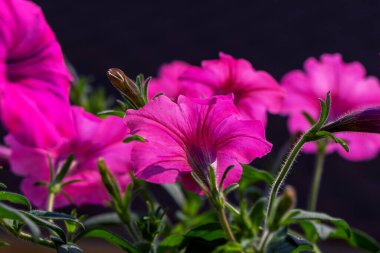 Doğa fotoğrafı güzel bir petunya çiçeğidir. Çiçekli pembe yapraklı Petunya çiçeği. Açık tomurcuklu pembe Petunya çiçeği