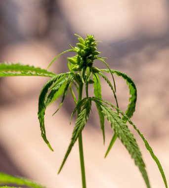 Çiçek açarken üzerinde saç ve yapraklar olan kenevir kolasının ayrıntıları. Marihuana çiçekleri, kenevir sativa yaprakları, marihuana