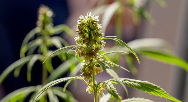 Szczegóły Coli Konopnej Widocznymi Włosami Liśćmi Kwitnieniu Kwitnąca Roślina Marihuany — Zdjęcie stockowe