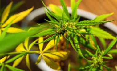 Çiçek açarken üzerinde saç ve yapraklar olan kenevir kolasının ayrıntıları. Marihuana çiçekleri, kenevir sativa yaprakları, marihuana