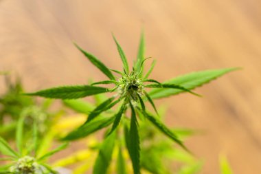 Çiçek açarken üzerinde saç ve yapraklar olan kenevir kolasının ayrıntıları. Marihuana çiçekleri, kenevir sativa yaprakları, marihuana