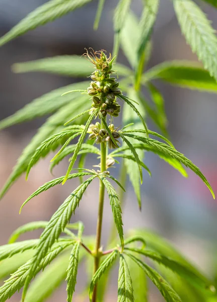 Detail Der Cannabis Cola Mit Sichtbaren Haaren Und Blättern Auf — Stockfoto