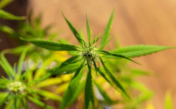 可視毛で開花時に葉を持つ大麻コーラの詳細 初期の白い花 大麻のサティバの葉 マリファナの開花植物 — ストック写真