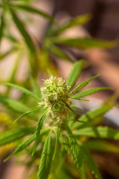 可視毛で開花時に葉を持つ大麻コーラの詳細 初期の白い花 大麻のサティバの葉 マリファナの開花植物 — ストック写真