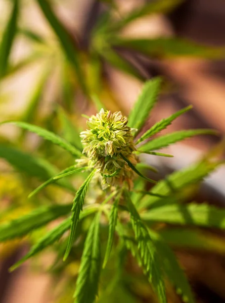 Detail Der Cannabis Cola Mit Sichtbaren Haaren Und Blättern Auf — Stockfoto