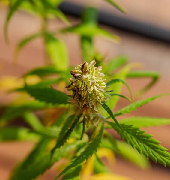 Detail Der Cannabis Cola Mit Sichtbaren Haaren Und Blättern Auf — Stockfoto