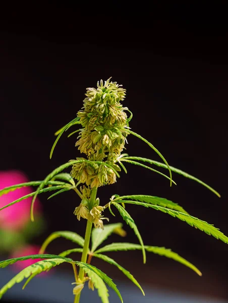 Detail Cannabis Cola Visible Hairs Leaves Flowering Blooming Marijuana Plant — Stock Photo, Image